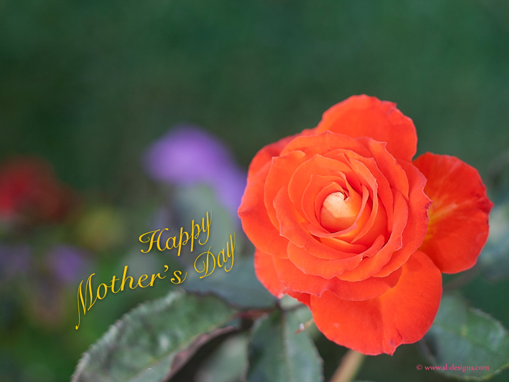 無料母の日壁紙,花,開花植物,ジュリア・チャイルド・ローズ,花弁,庭のバラ