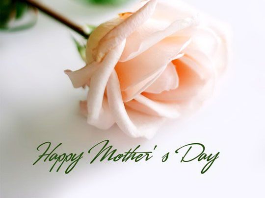 무료 어머니의 날 벽지,꽃잎,분홍,꽃,장미,정원 장미