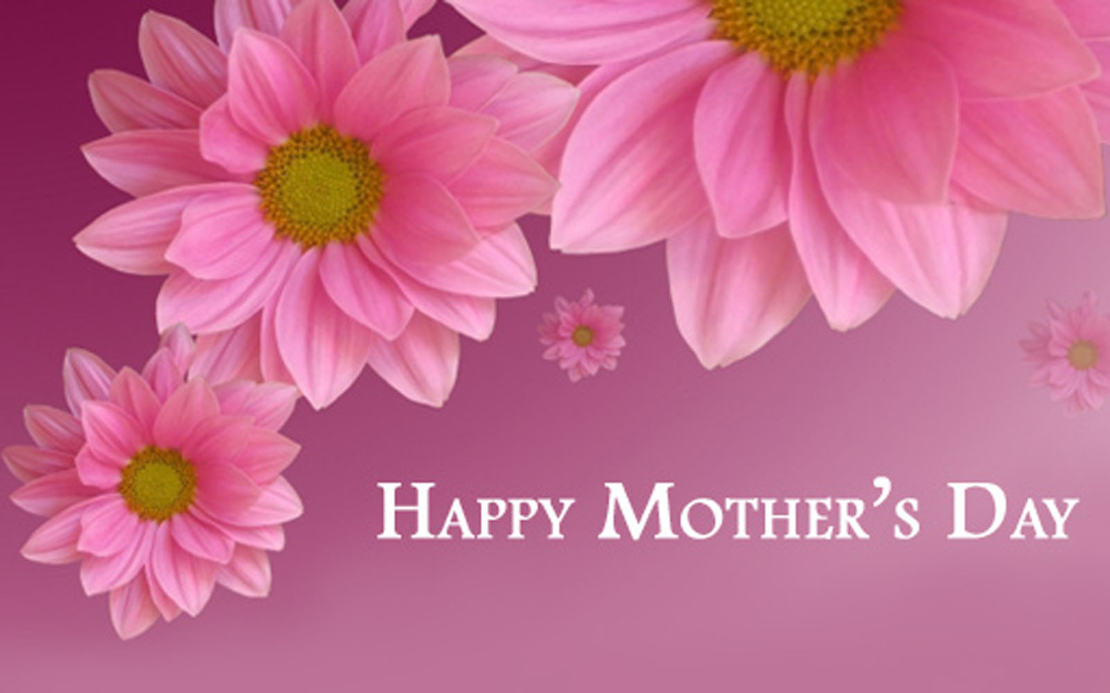 free mothers day wallpaper,petal,pink,flower,text,barberton daisy