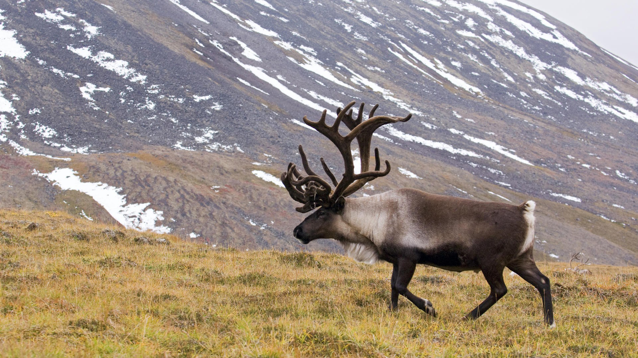 reindeer wallpaper,reindeer,mammal,elk,wildlife,horn