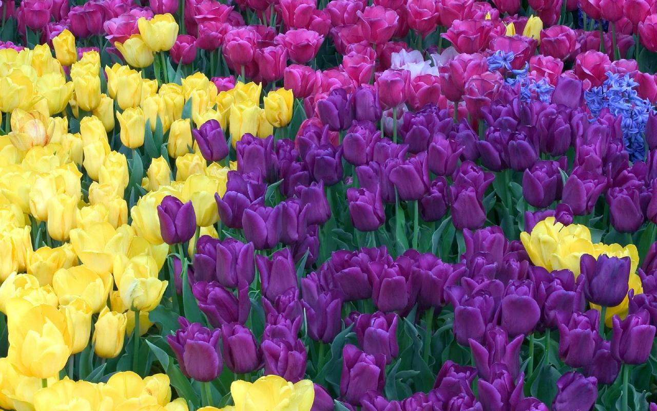 tulipani live wallpaper,fiore,tulipano,pianta fiorita,petalo,pianta