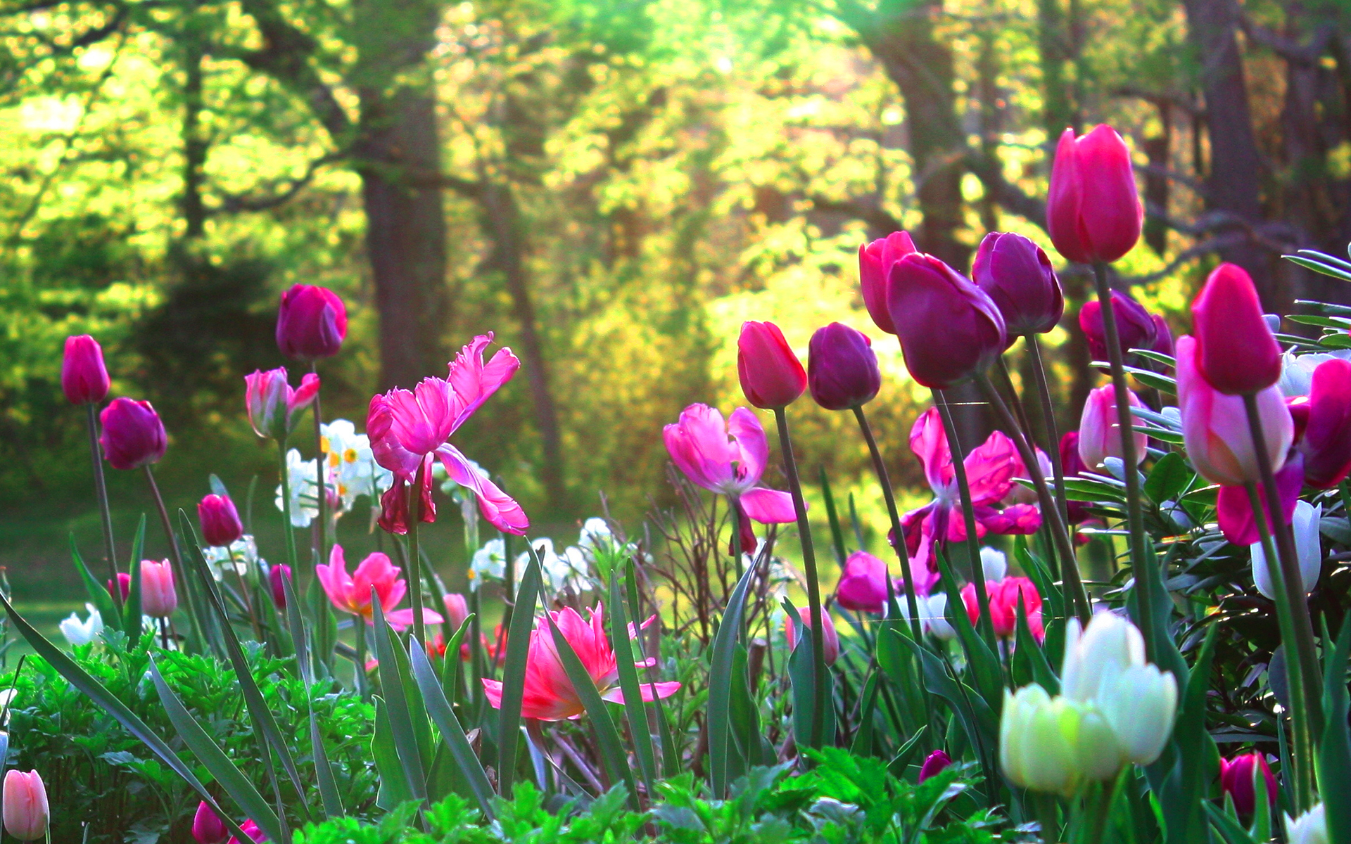 tulips live wallpaper,flowering plant,flower,natural landscape,tulip,plant