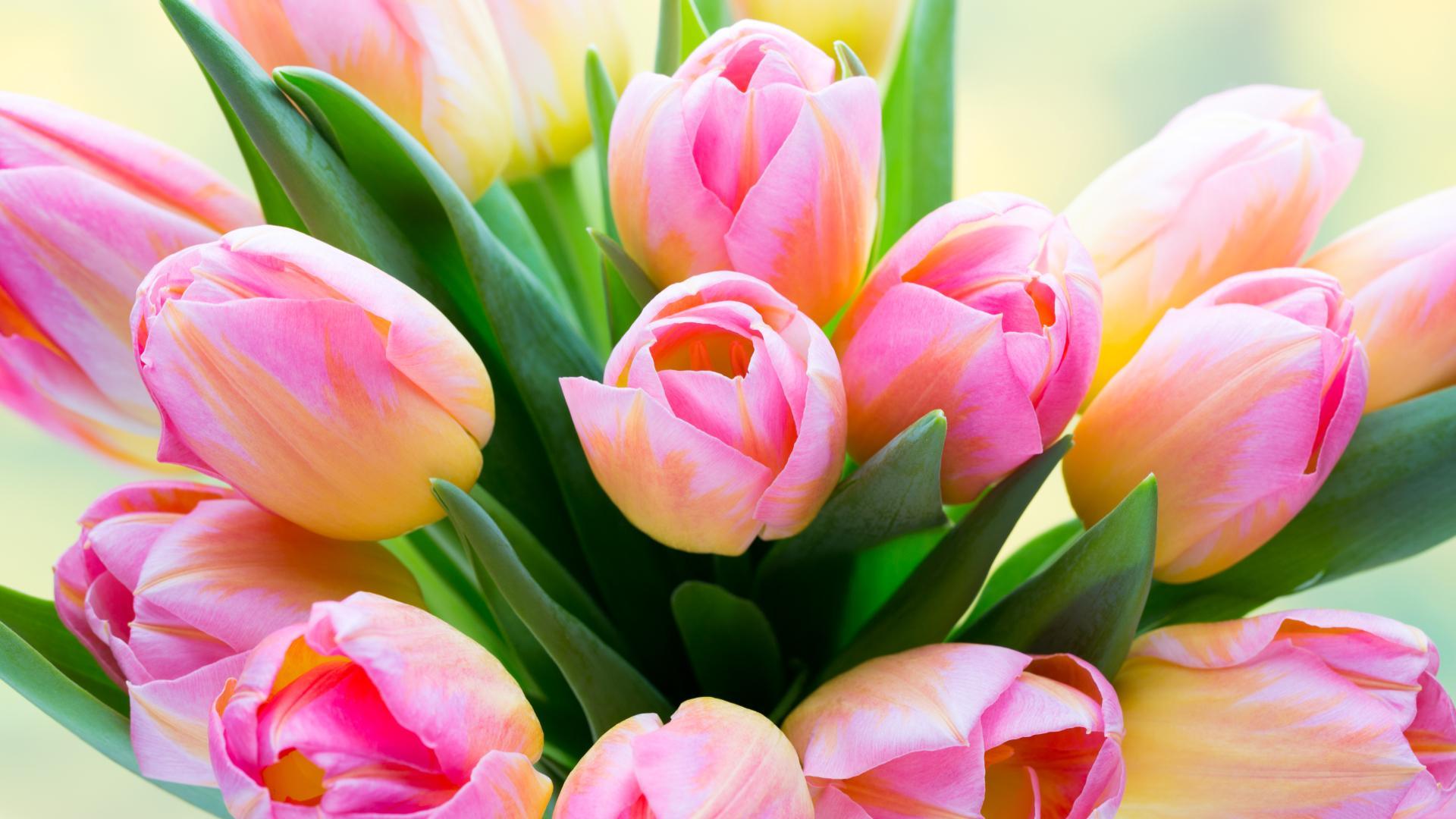 tulips live wallpaper,petal,flower,pink,tulip,plant