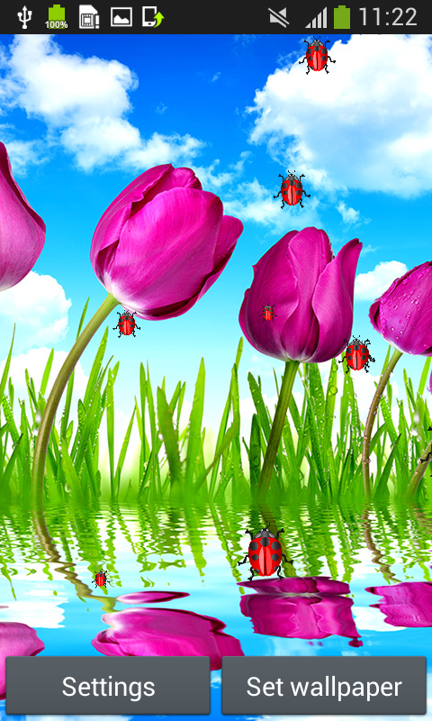 tulipani live wallpaper,paesaggio naturale,natura,tulipano,fiore,petalo