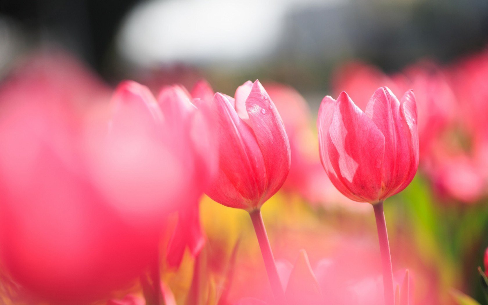 tulipanes de pantalla en vivo,pétalo,tulipán,rosado,flor,rojo