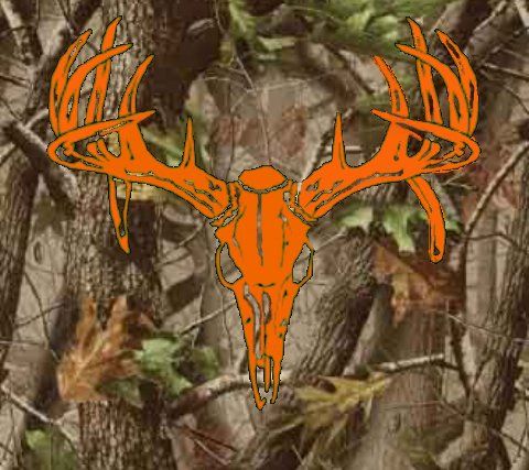 deer skull wallpaper,wildlife,deer,organism,symmetry,elk