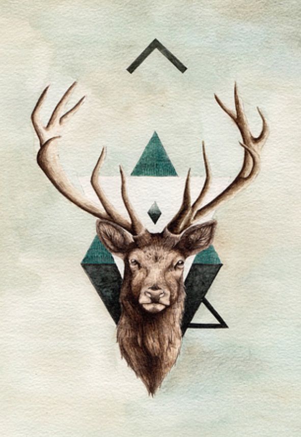 deer skull wallpaper,elk,deer,antler,reindeer,horn