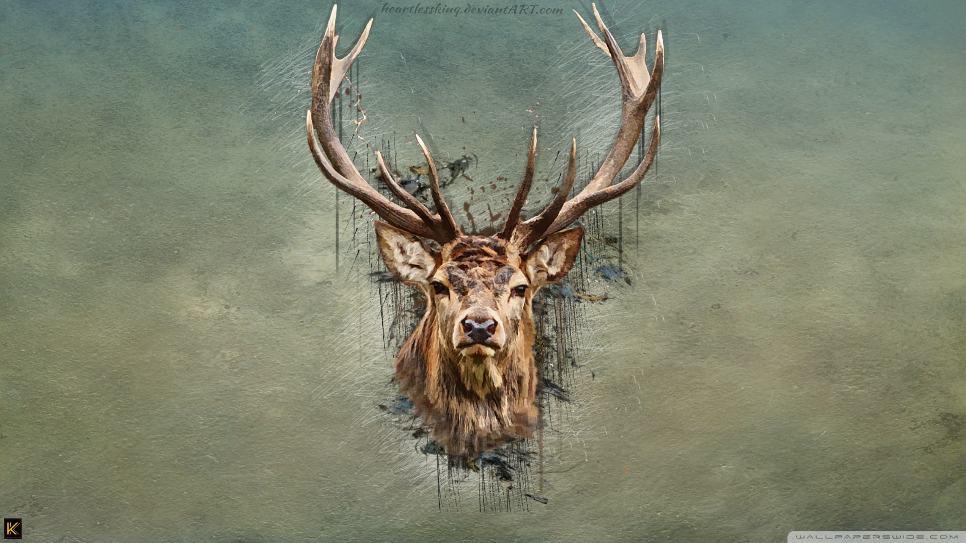 deer skull wallpaper,elk,antler,wildlife,deer,horn