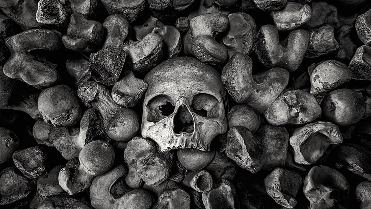 papier peint crâne et os,crâne,os,photographie de nature morte,noir et blanc,photographie monochrome