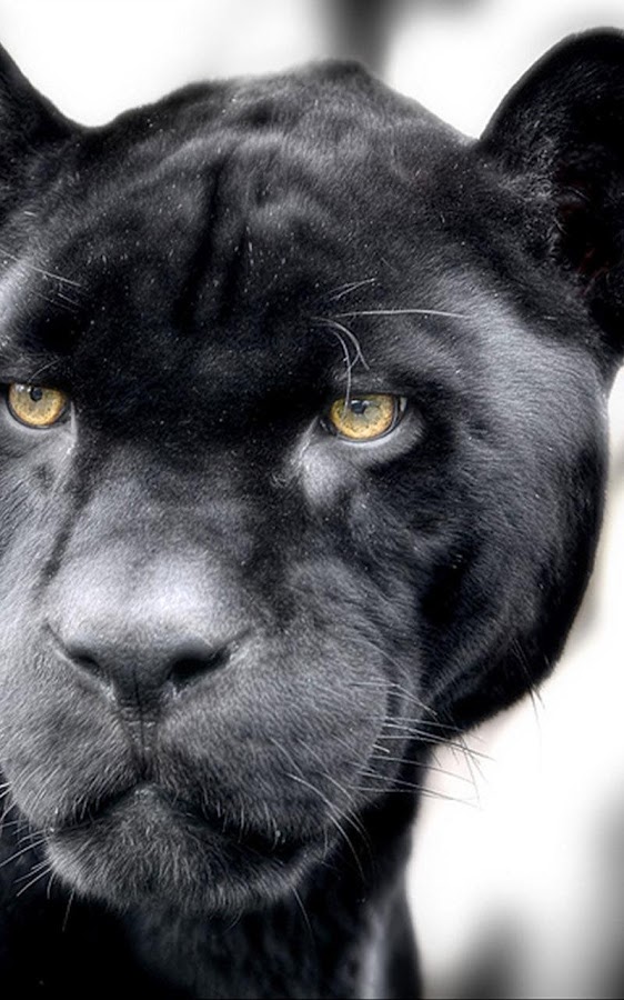 black panther live wallpaper,mammal,vertebrate,cat,felidae,small to medium sized cats
