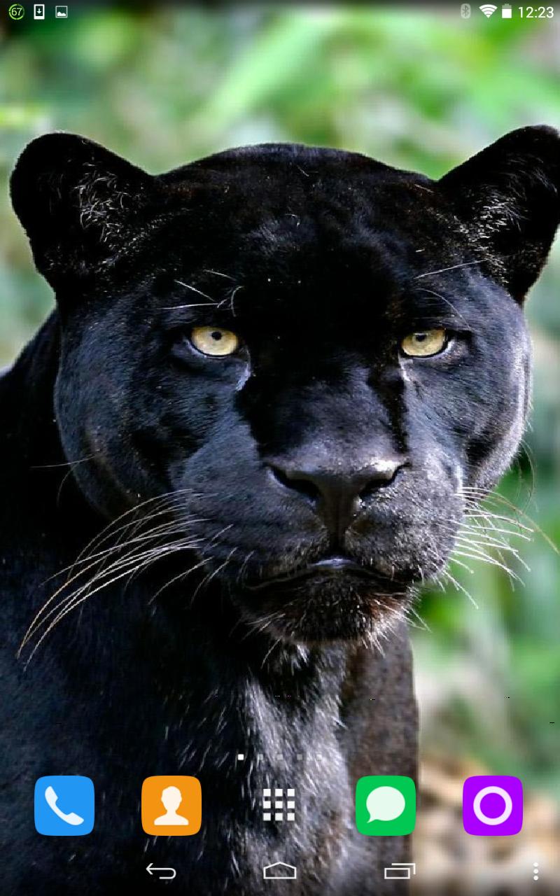 black panther live wallpaper,mammal,vertebrate,felidae,terrestrial animal,jaguar