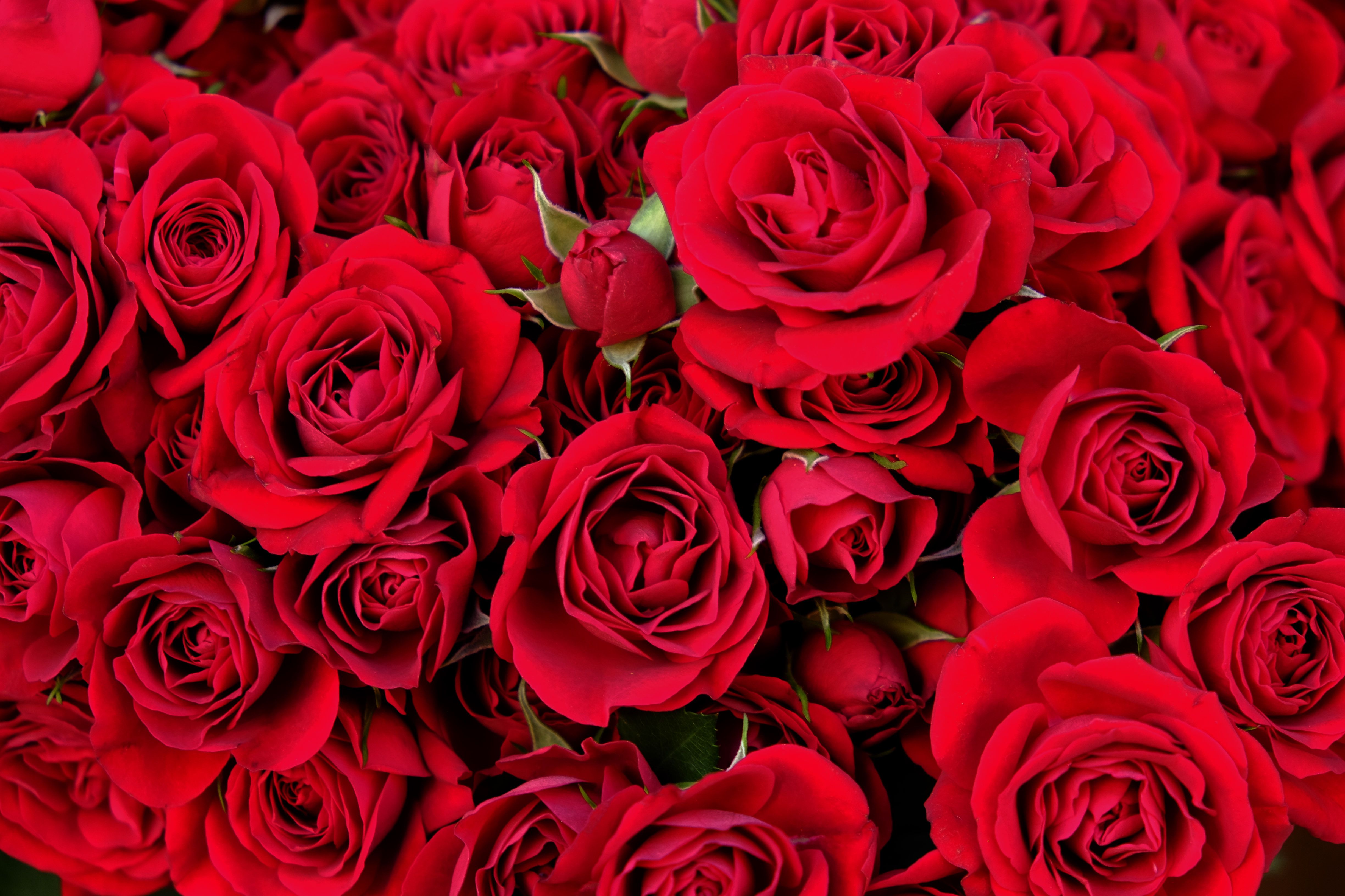 rose wallpaper pic,flower,rose,garden roses,flowering plant,red