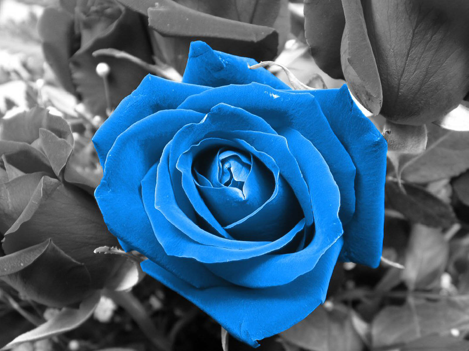 rose wallpaper pic,flower,rose,flowering plant,blue,blue rose