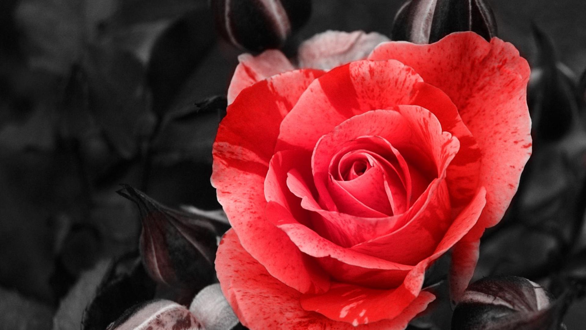 fondo de pantalla de rad rose,flor,planta floreciendo,rosas de jardín,pétalo,rosa