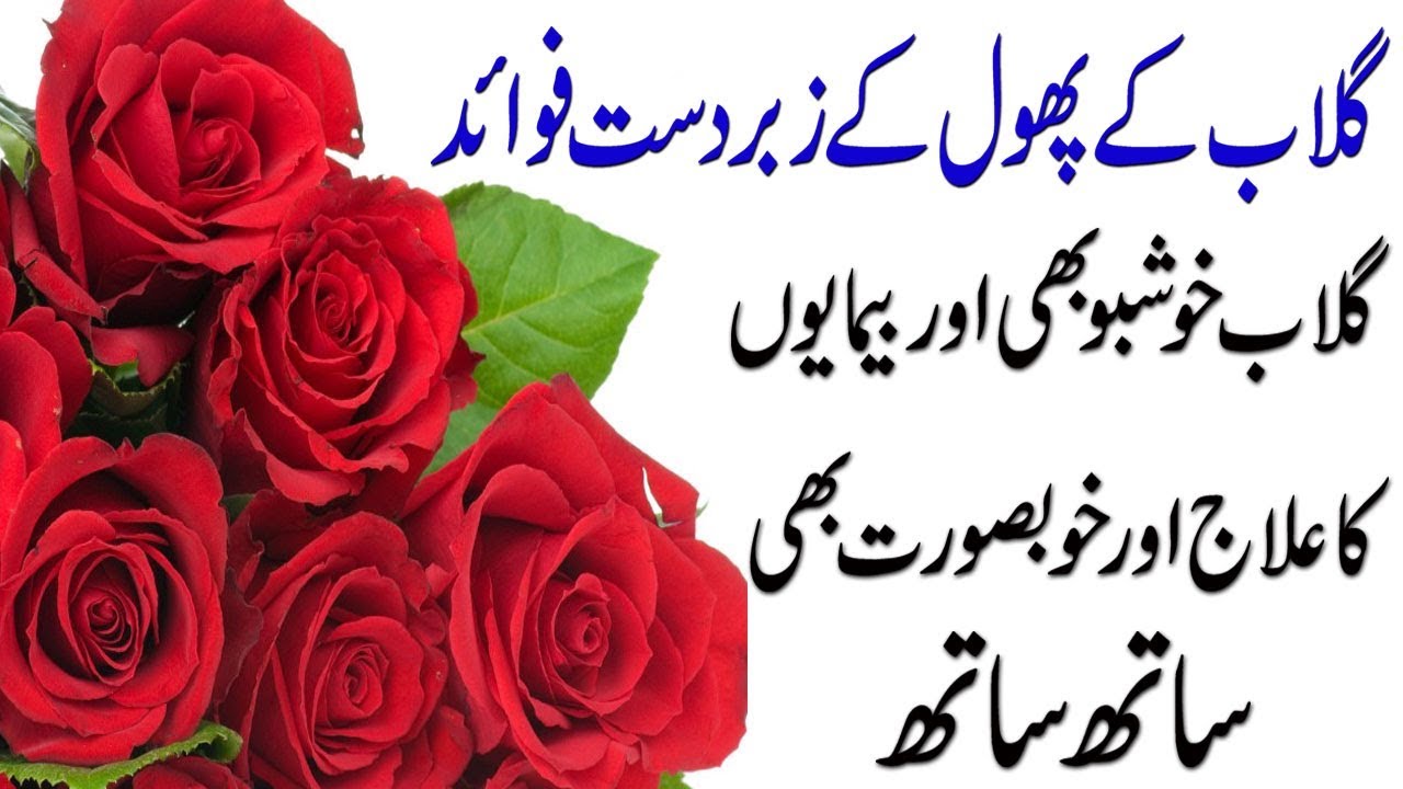 gulab ke phool ke wallpaper,garden roses,rose,flower,red,petal