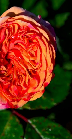 gulab ke phool ke fondo de pantalla,flor,planta floreciendo,rosas de jardín,pétalo,rosa