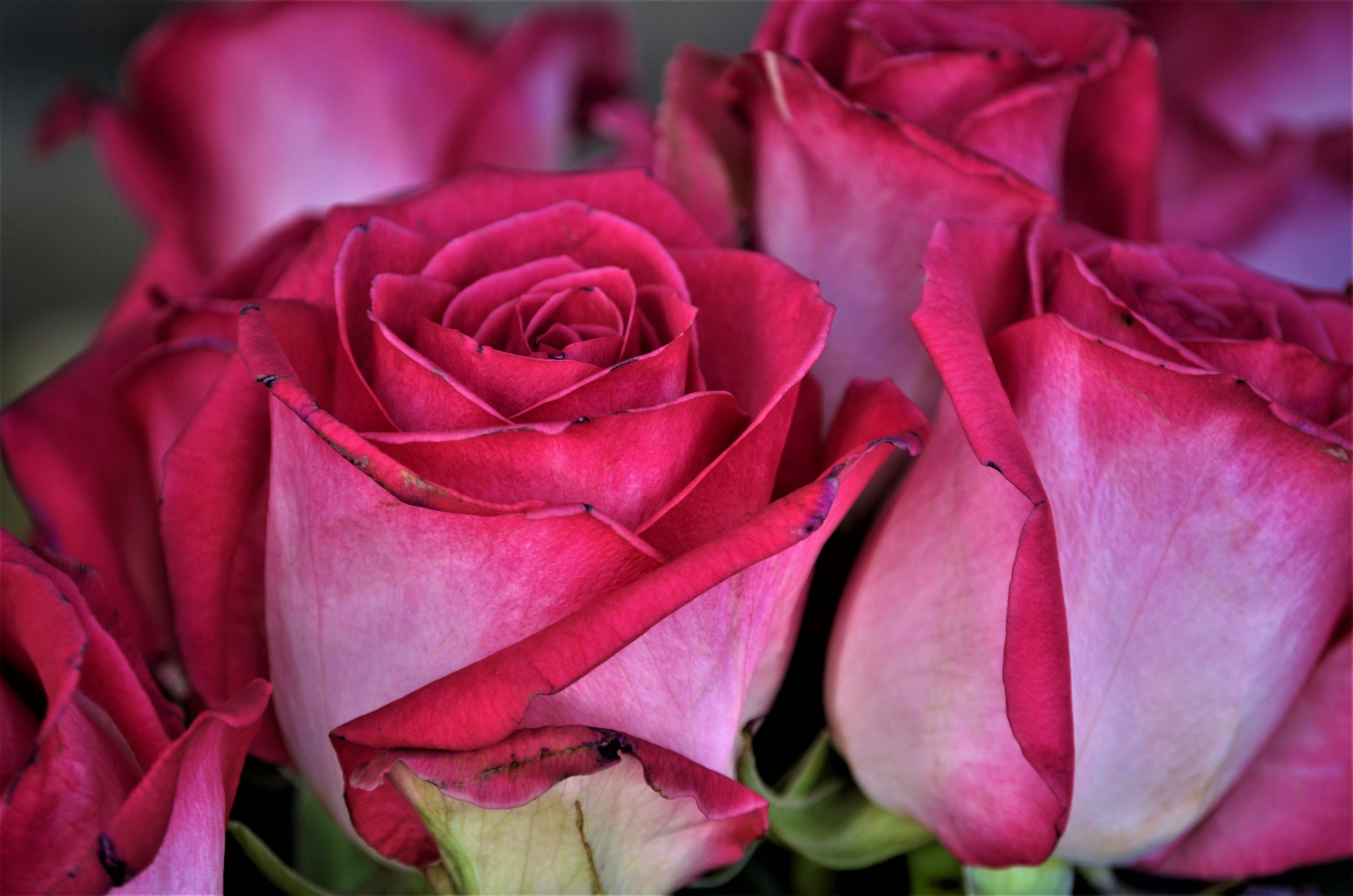 gulab ke phool ke fond d'écran,fleur,roses de jardin,plante à fleurs,rose,pétale