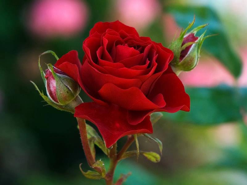 gulab ke phool ke fond d'écran,fleur,plante à fleurs,rouge,roses de jardin,pétale