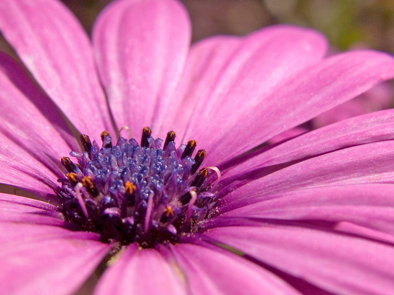 wallpaper roz,flower,flowering plant,petal,african daisy,pink