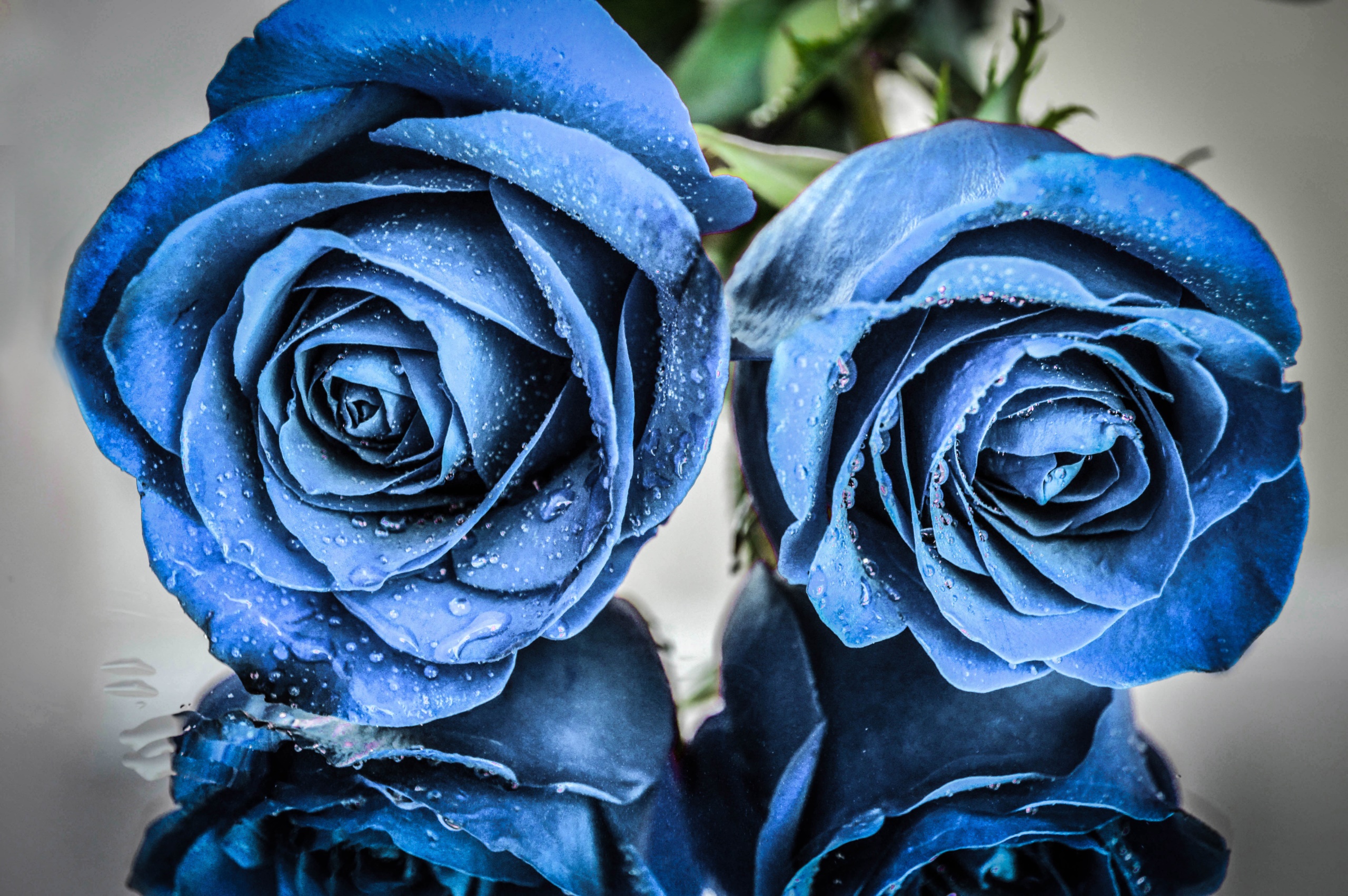 ウォーターローズのモバイル壁紙,花,ローズ,開花植物,青い,青いバラ