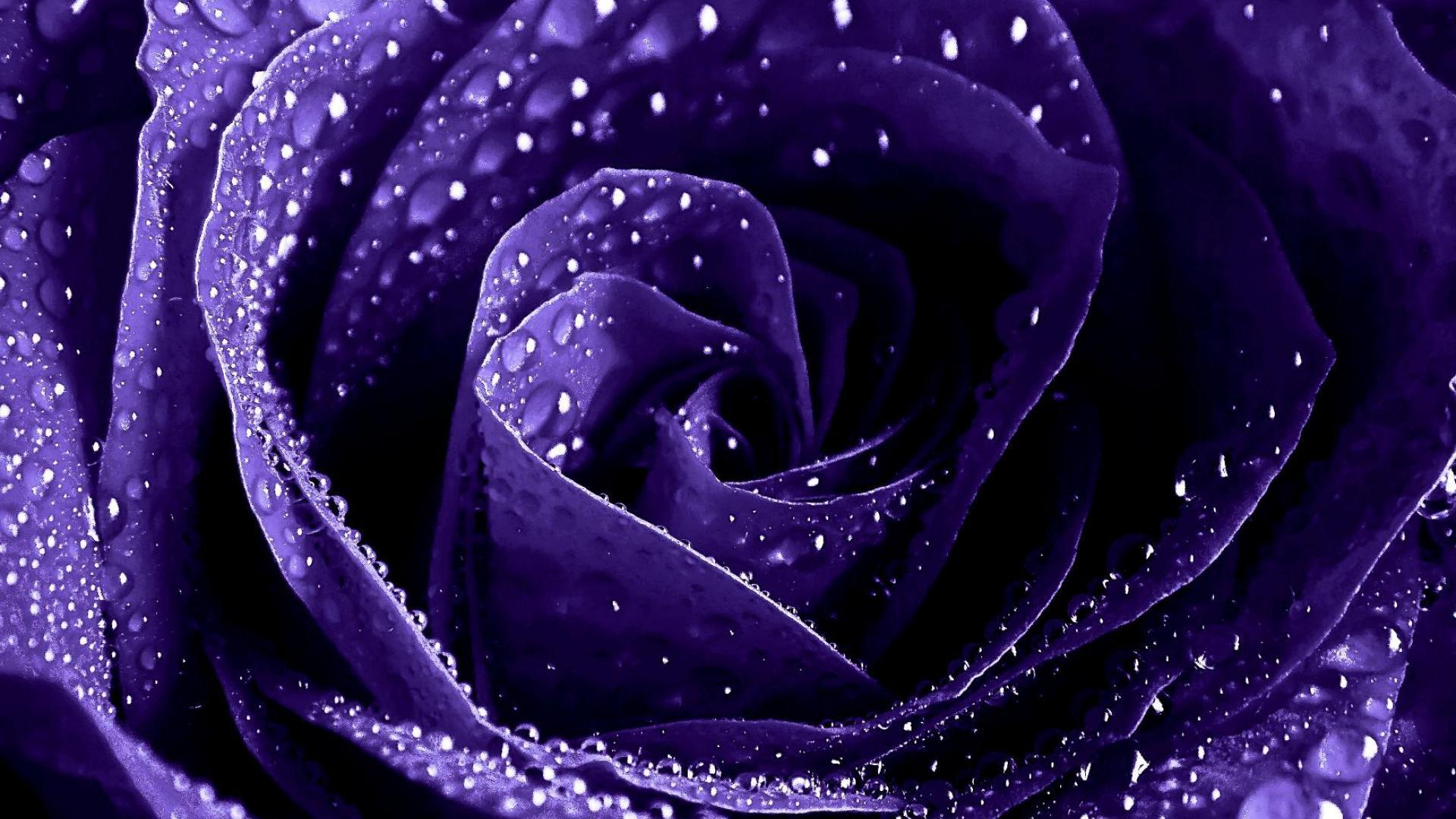 water rose mobile wallpapers,violet,blue,water,purple,rose