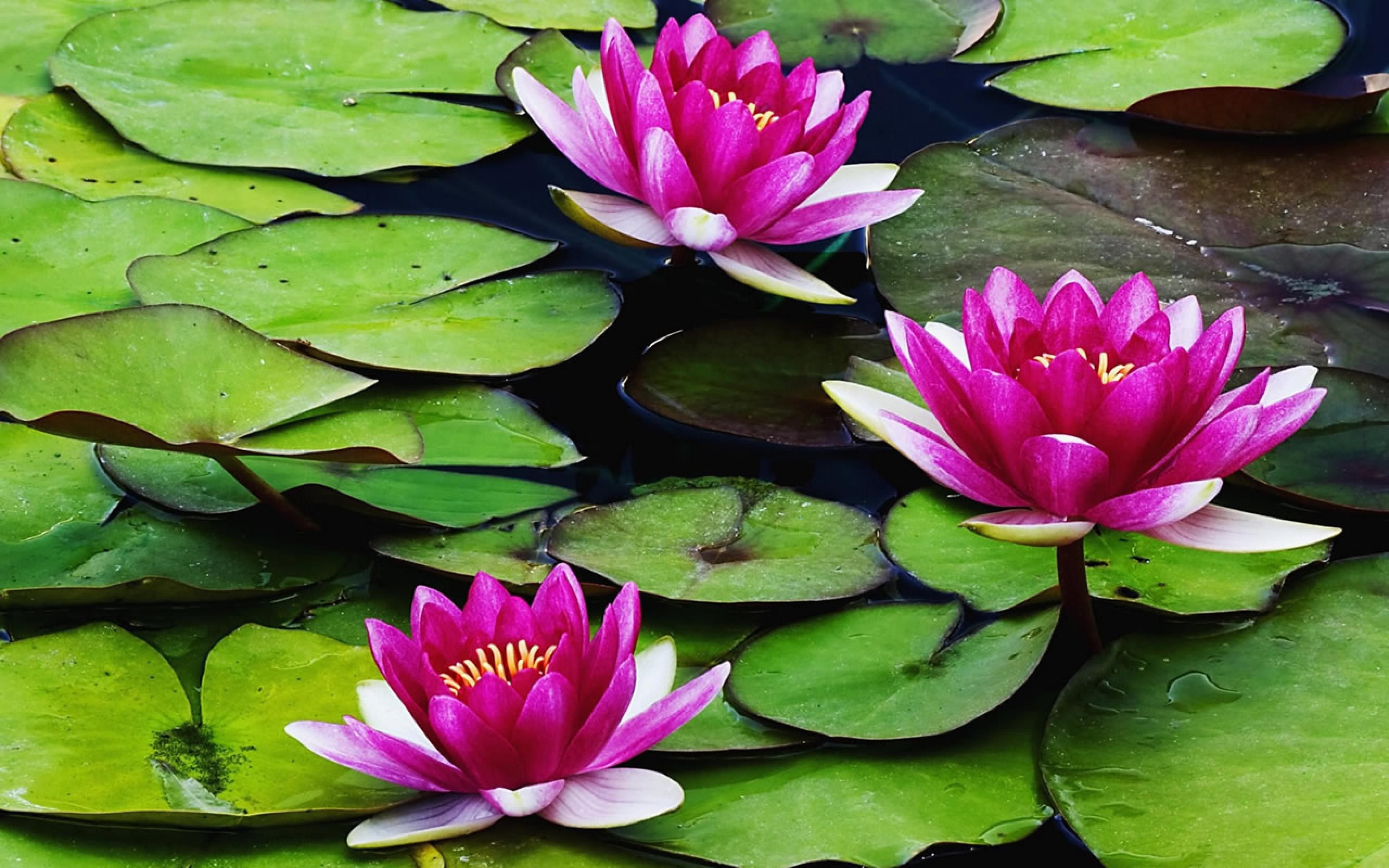 ウォーターローズのモバイル壁紙,花,香りのよい白い睡蓮,開花植物,水生植物,神聖な蓮