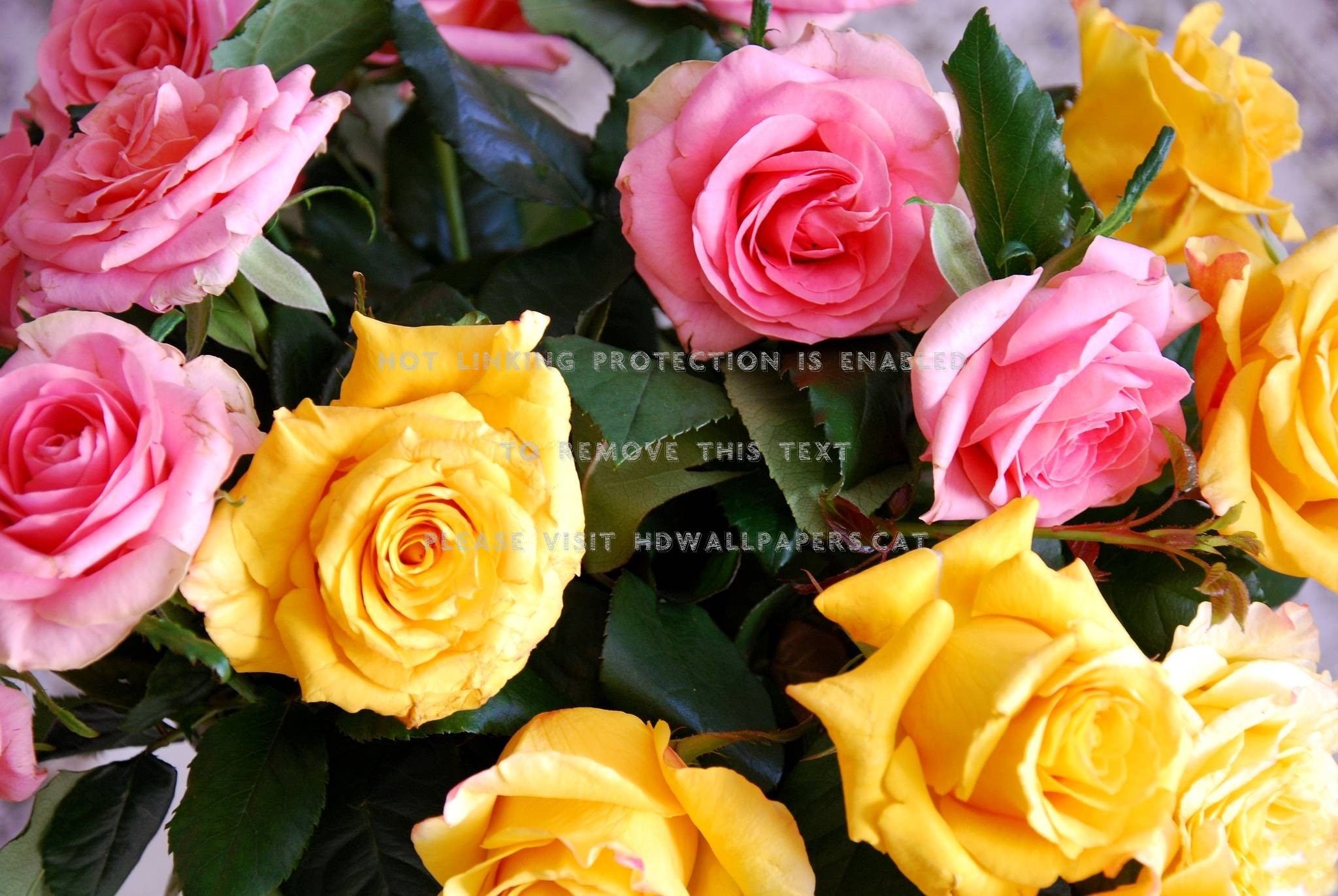 wallpaper roz,flower,flowering plant,garden roses,rose,plant