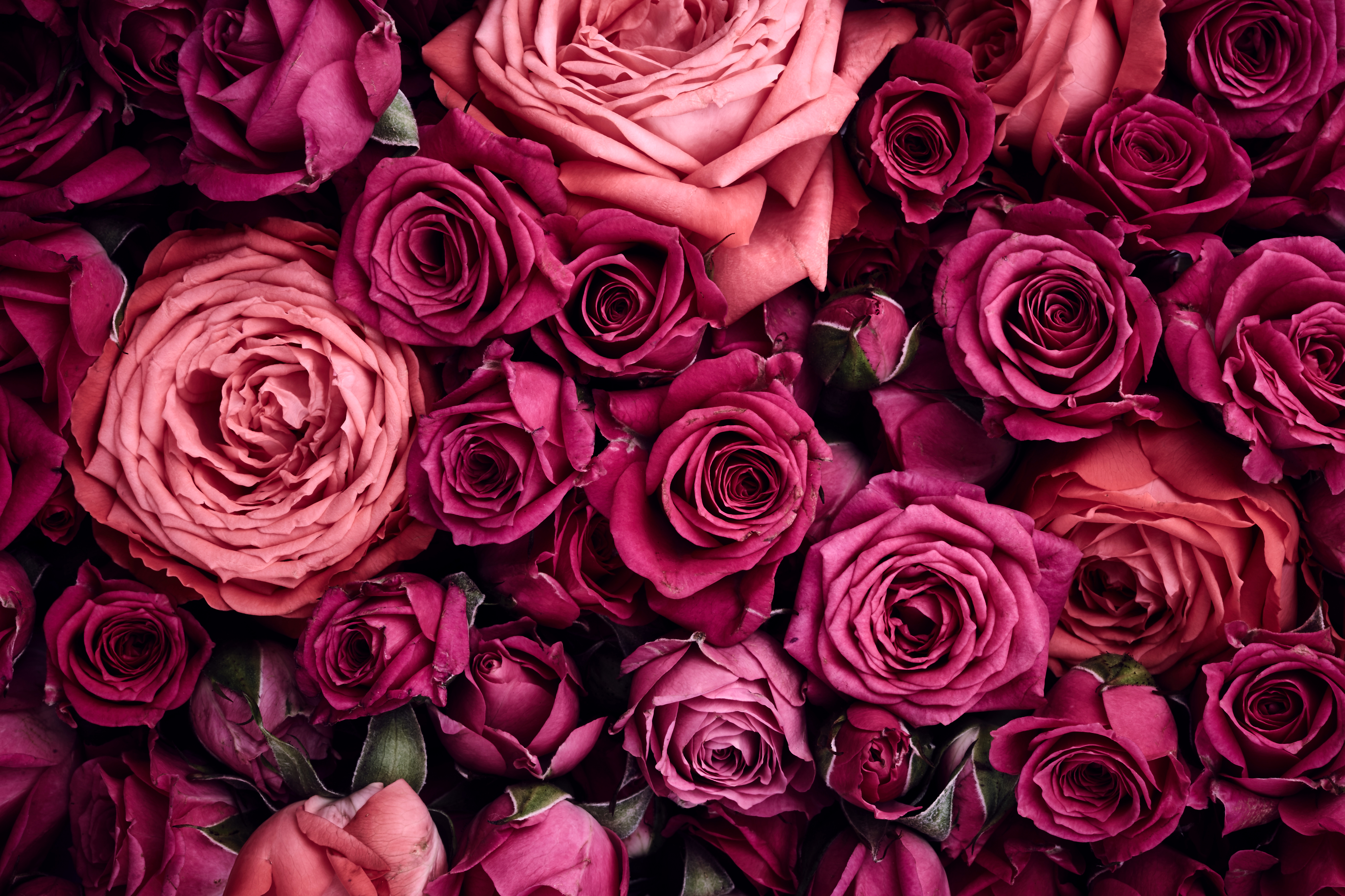 fond d'écran hd rosa,fleur,rose,roses de jardin,rose,pétale