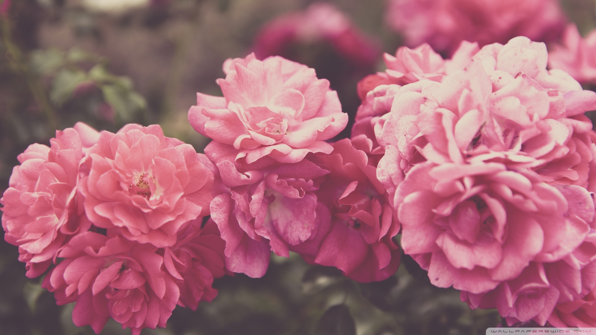 fondo de pantalla hd rosa,flor,planta floreciendo,rosado,planta,pétalo
