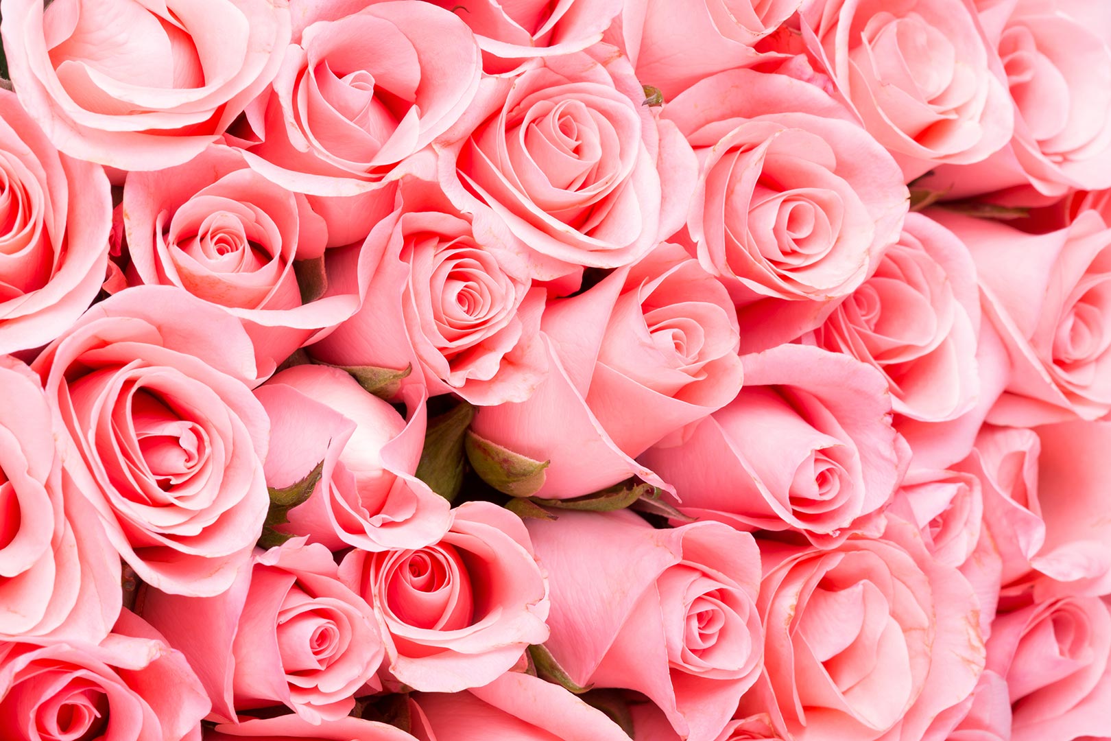 壁紙roz,庭のバラ,花,ローズ,ピンク,花弁
