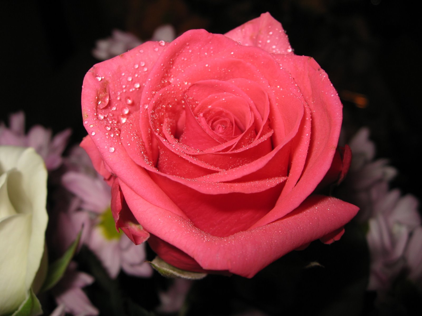 fondo de pantalla de rosas,flor,rosa,rosas de jardín,planta floreciendo,pétalo