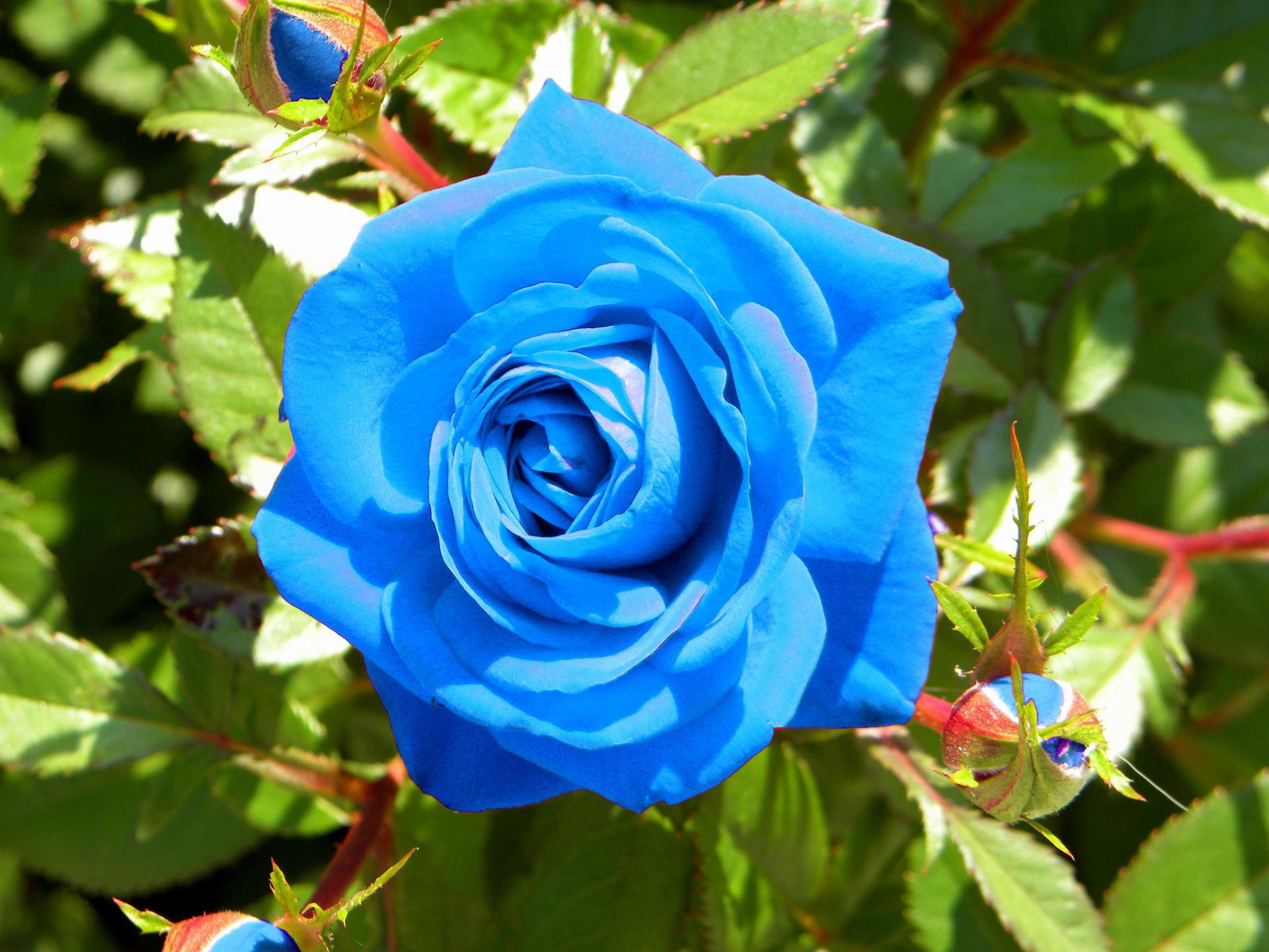 fond d'écran de rosas,fleur,rose,plante à fleurs,bleu,plante