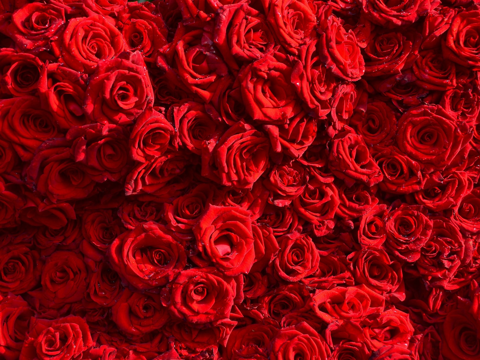 wallpaper de rosas,red,garden roses,rose,flower,floribunda