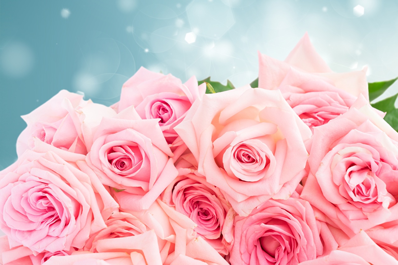 fondo de pantalla de rosas,flor,rosas de jardín,rosado,rosa,pétalo