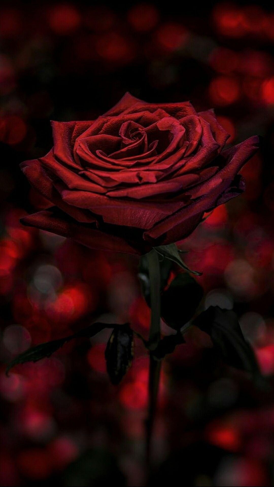 carta da parati de rosas,rosso,rose da giardino,petalo,nero,rosa