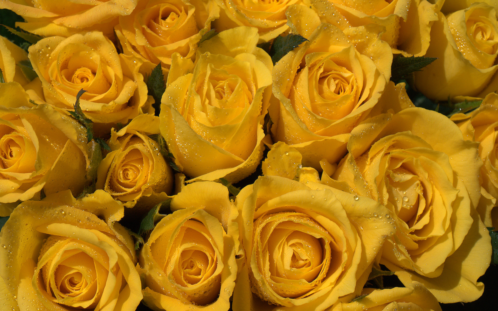 wallpaper de rosas,flower,rose,garden roses,yellow,floribunda