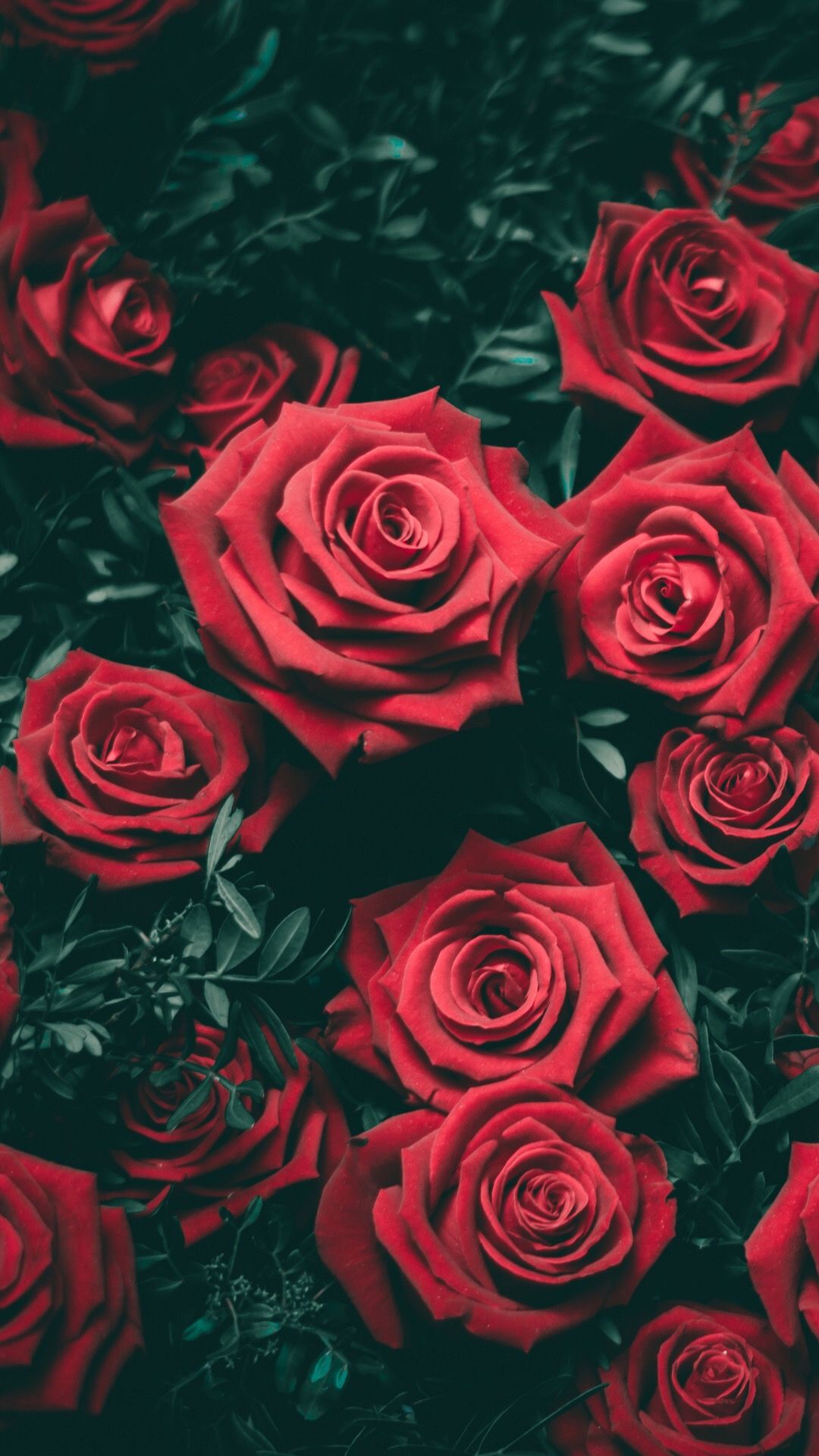 rose phone wallpaper,flower,rose,garden roses,red,floribunda