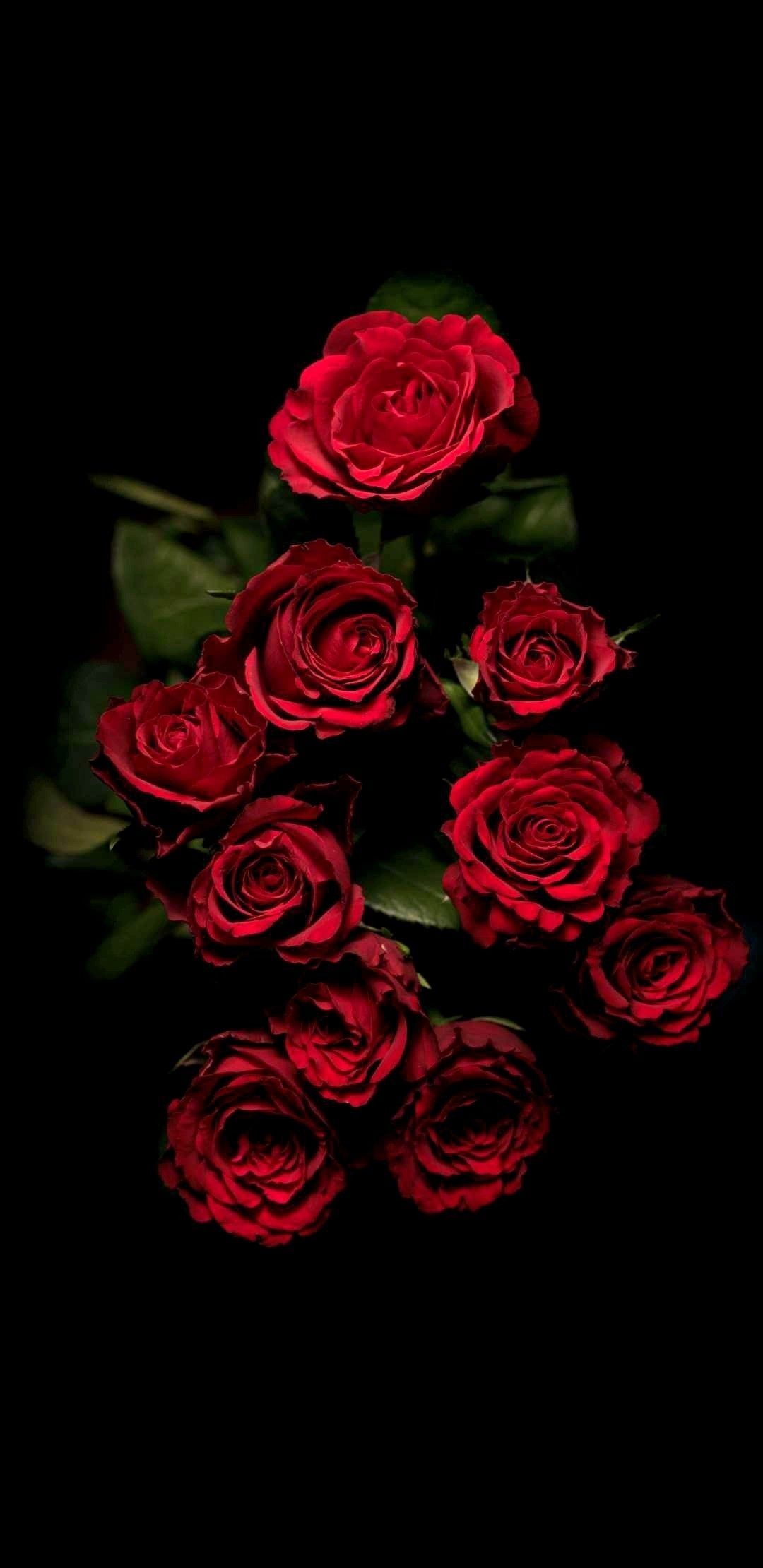 fond d'écran de téléphone rose,rose,roses de jardin,rouge,fleur,floribunda