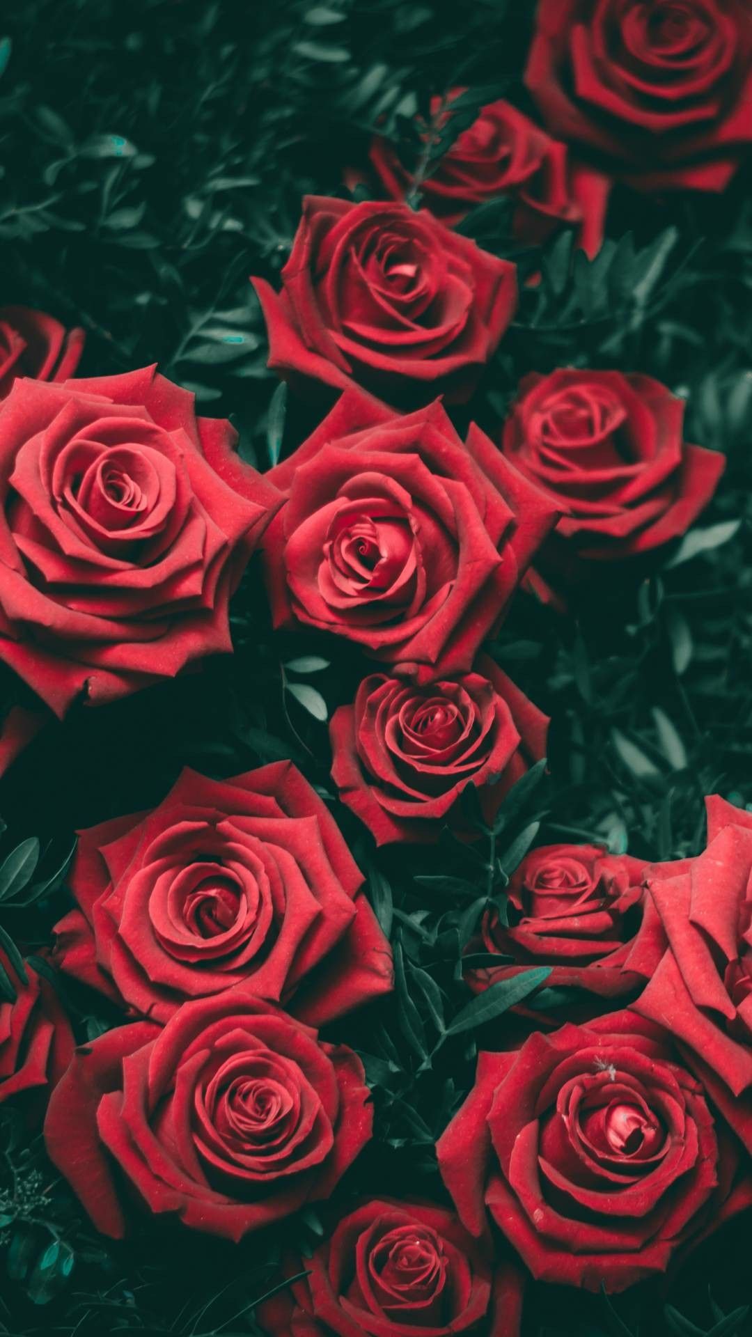 gül wallpaper,flower,rose,garden roses,red,floribunda