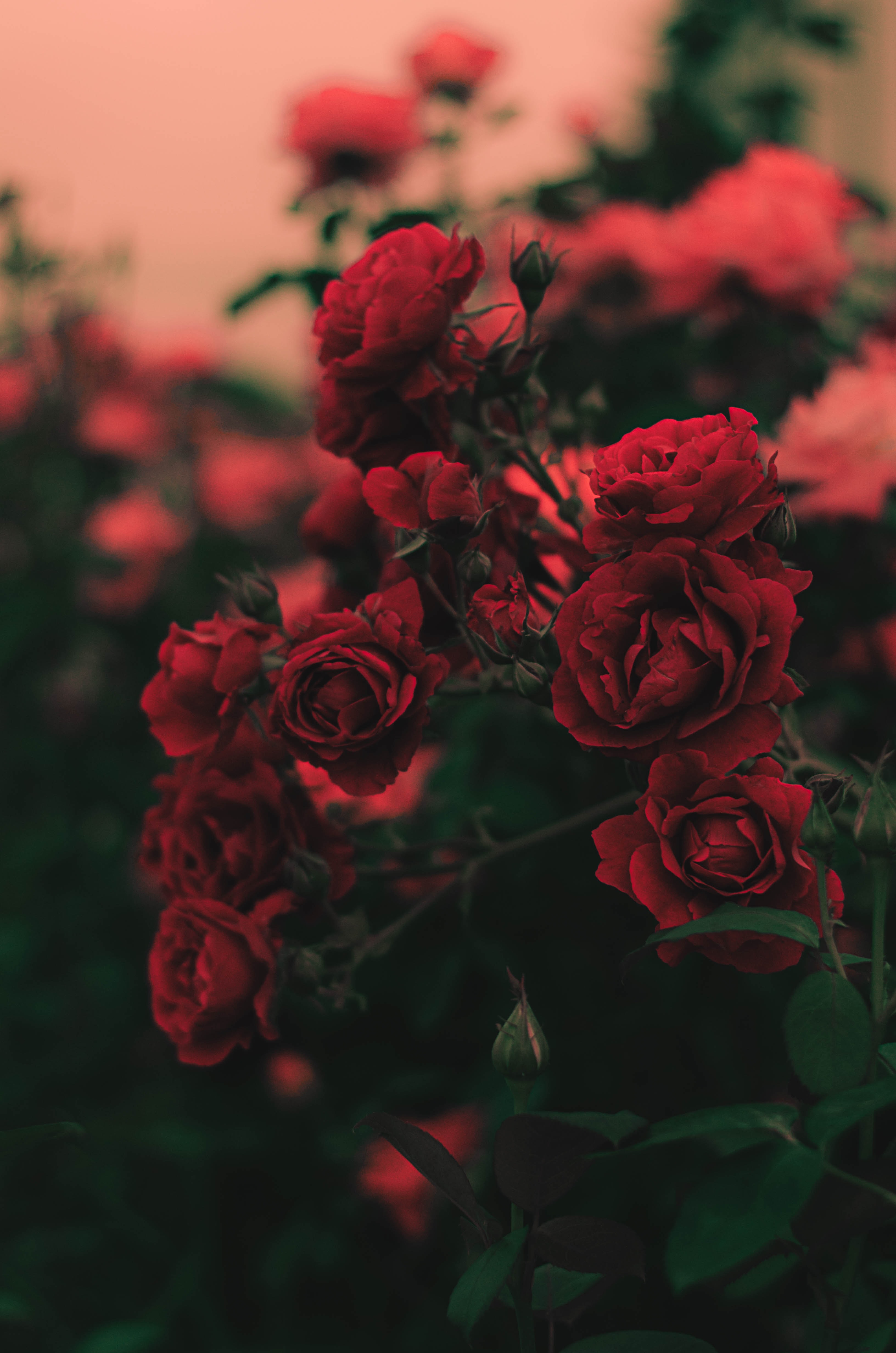 gül wallpaper,flower,red,garden roses,rose,plant