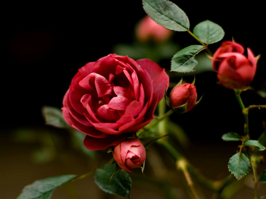 immagini di rose hd wallpaper,fiore,pianta fiorita,rose da giardino,petalo,pianta