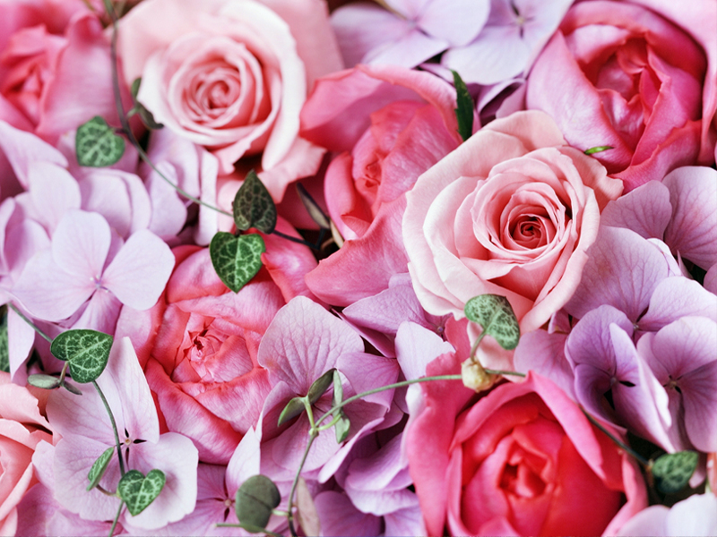 로지 벽지 hd,꽃,정원 장미,꽃 피는 식물,장미,분홍