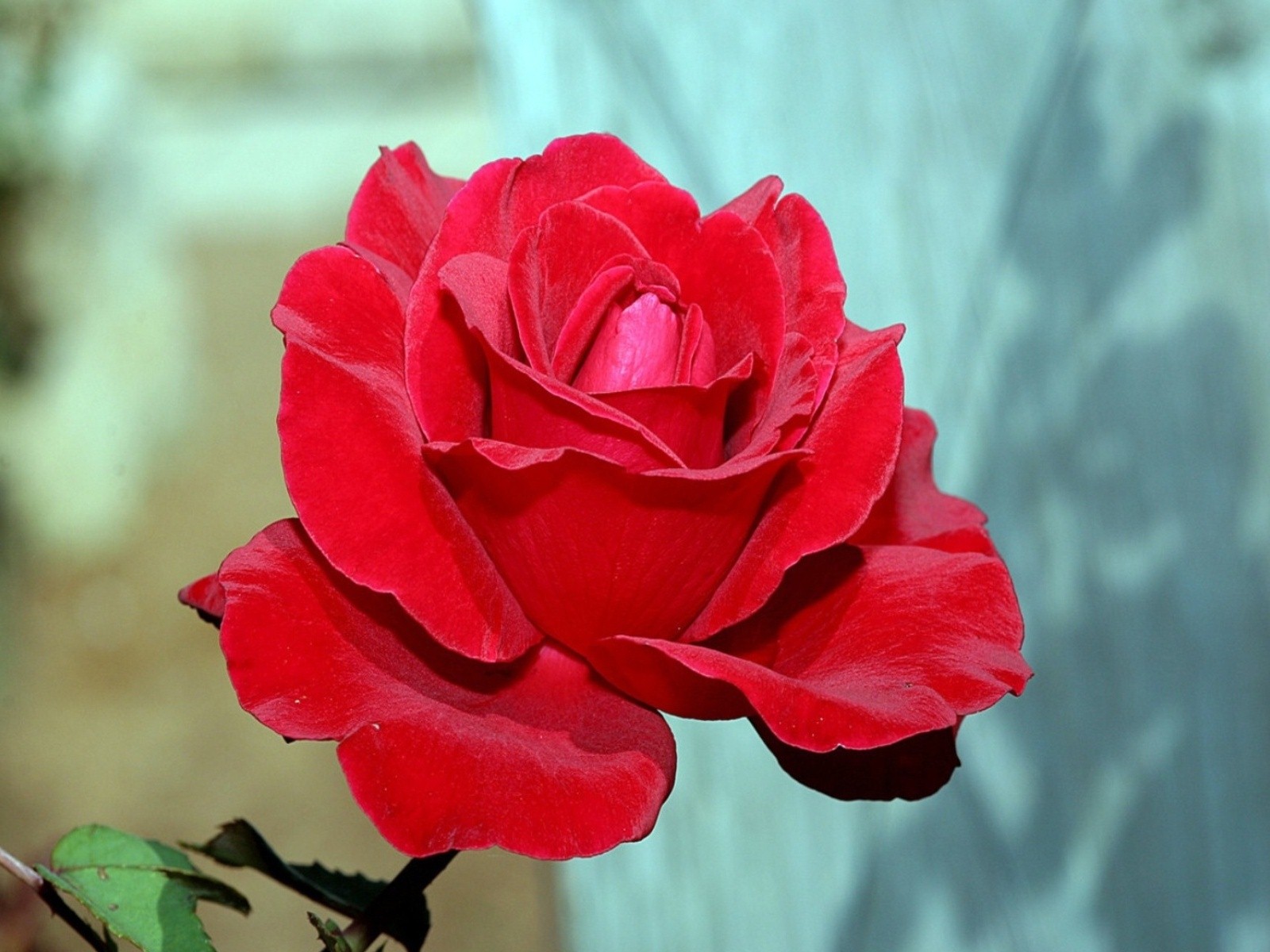 immagini di rose hd wallpaper,fiore,pianta fiorita,petalo,rose da giardino,rosso