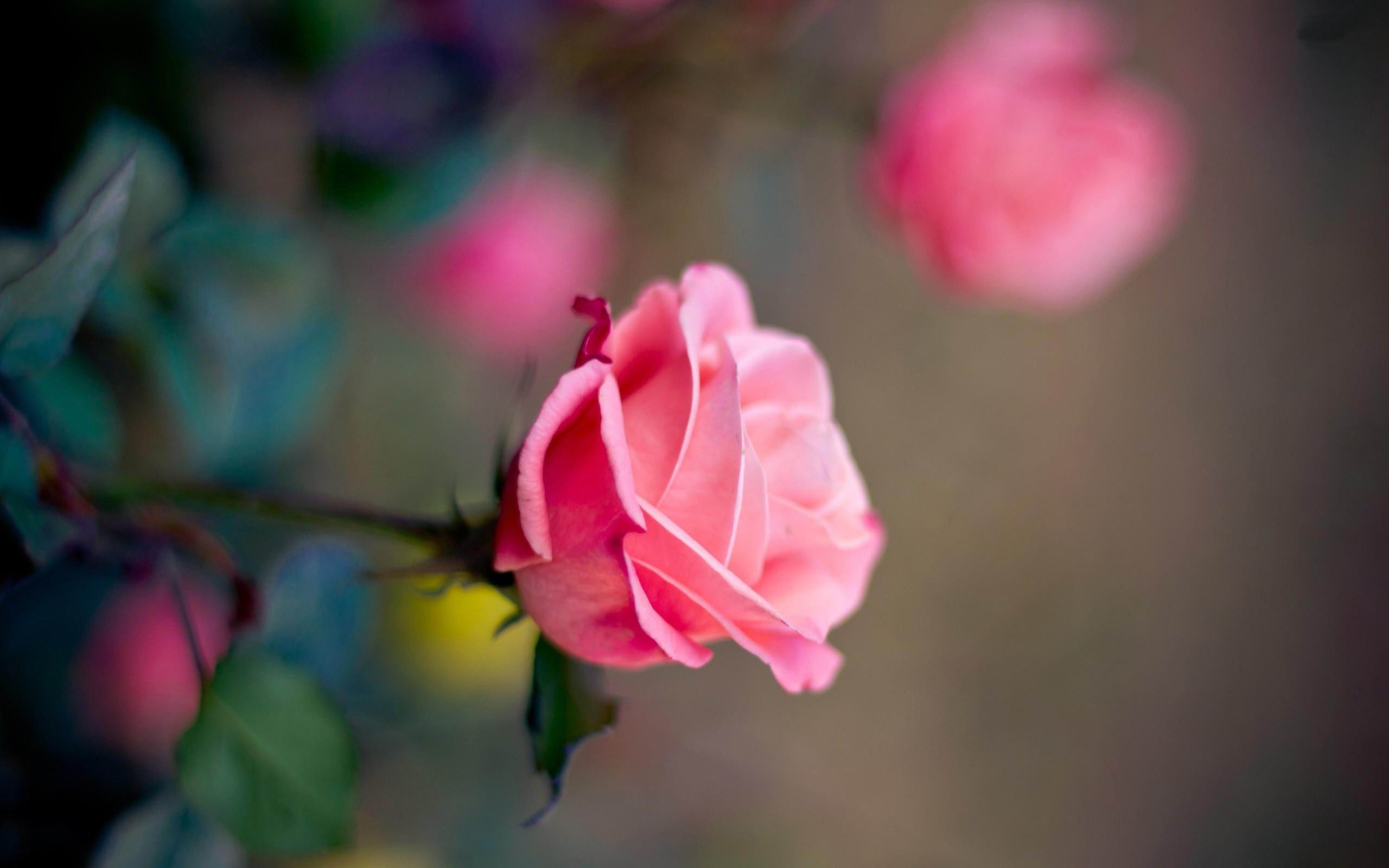 rose images hd wallpaper,flower,flowering plant,petal,garden roses,pink