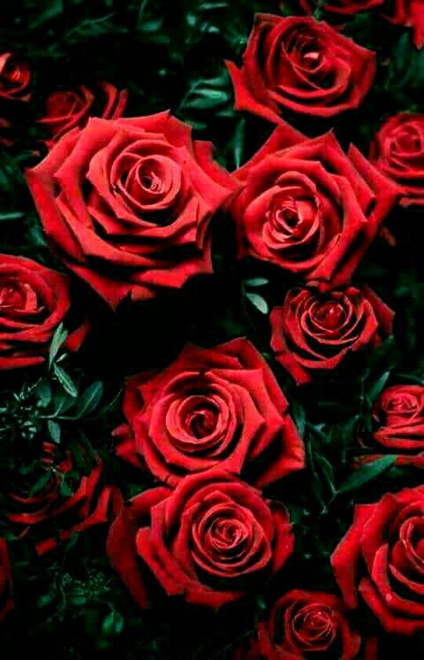 gül wallpaper,flower,rose,garden roses,red,floribunda
