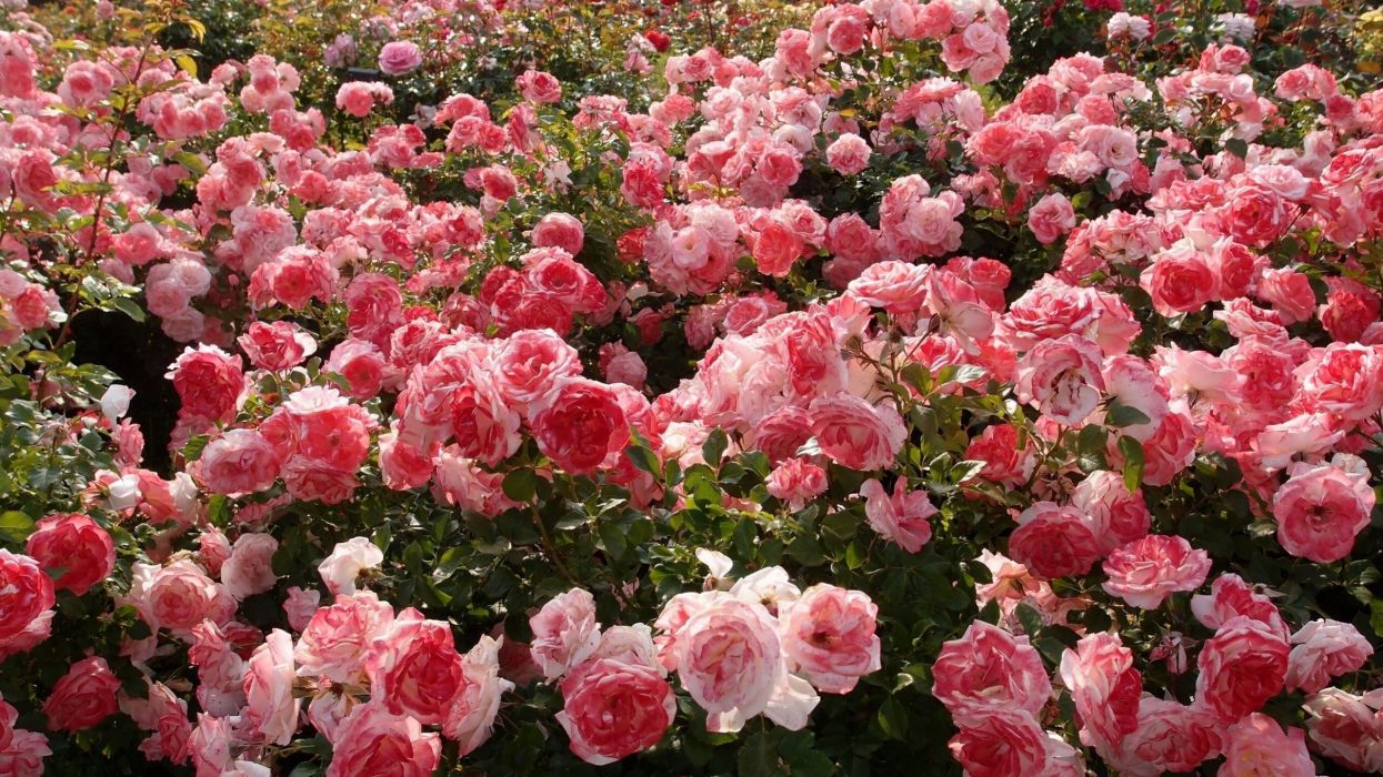 gül wallpaper,flower,flowering plant,garden roses,plant,petal