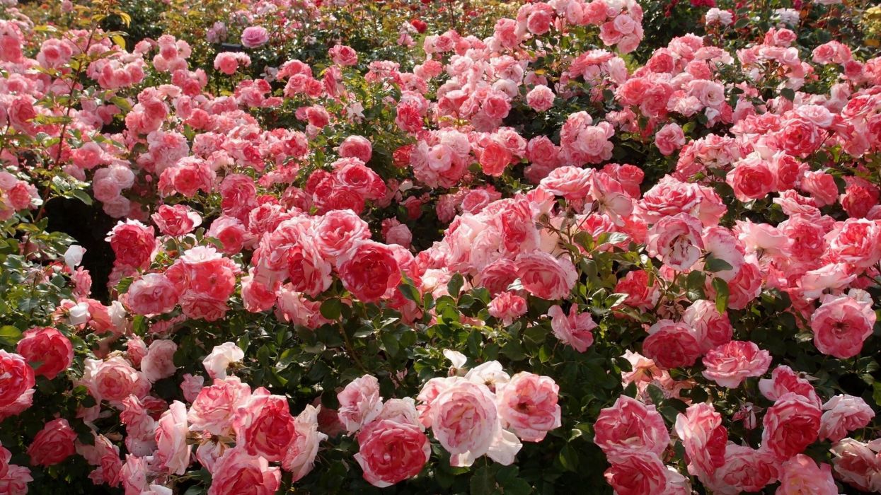 g l fond d'écran,fleur,plante à fleurs,roses de jardin,plante,pétale