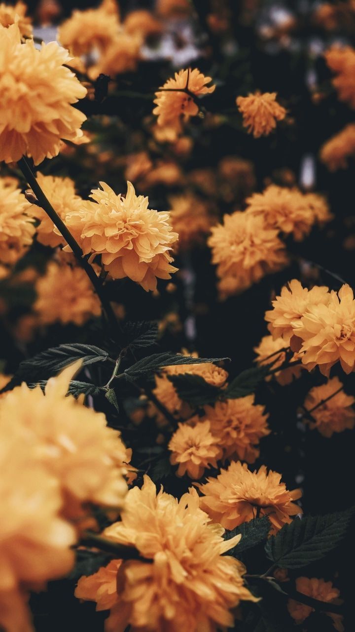 gül wallpaper,flower,chrysanths,plant,flowering plant,yellow