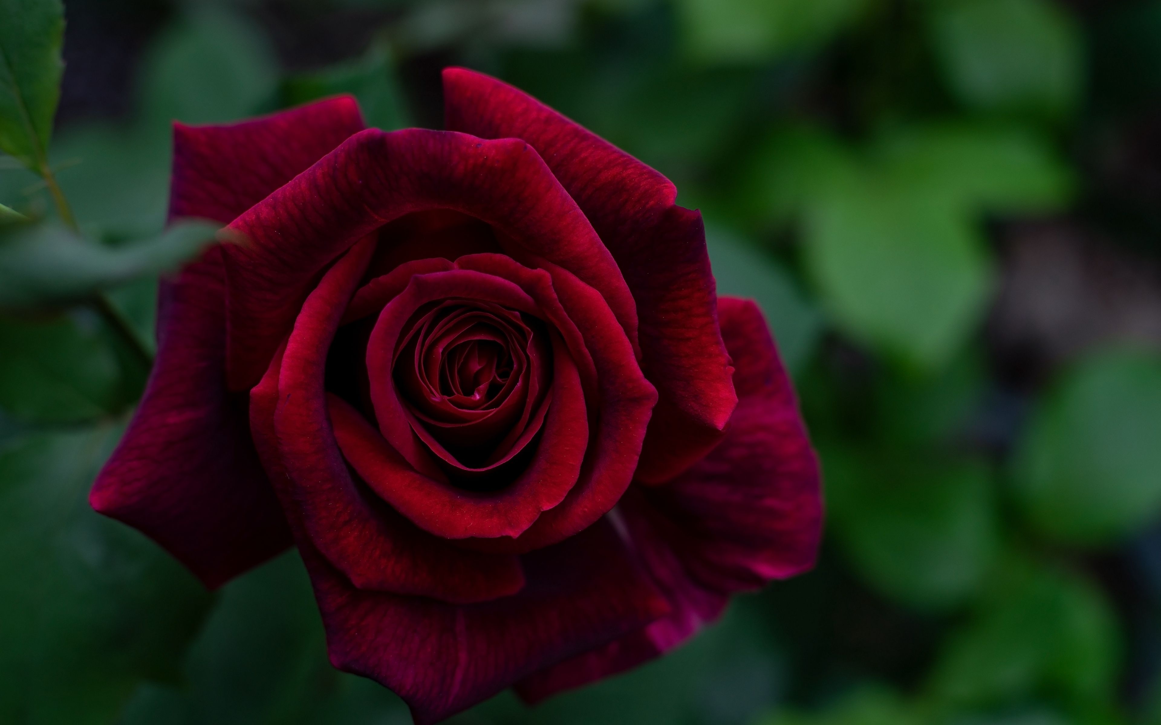 download di sfondi rose rosse,fiore,rosa,rose da giardino,pianta fiorita,petalo