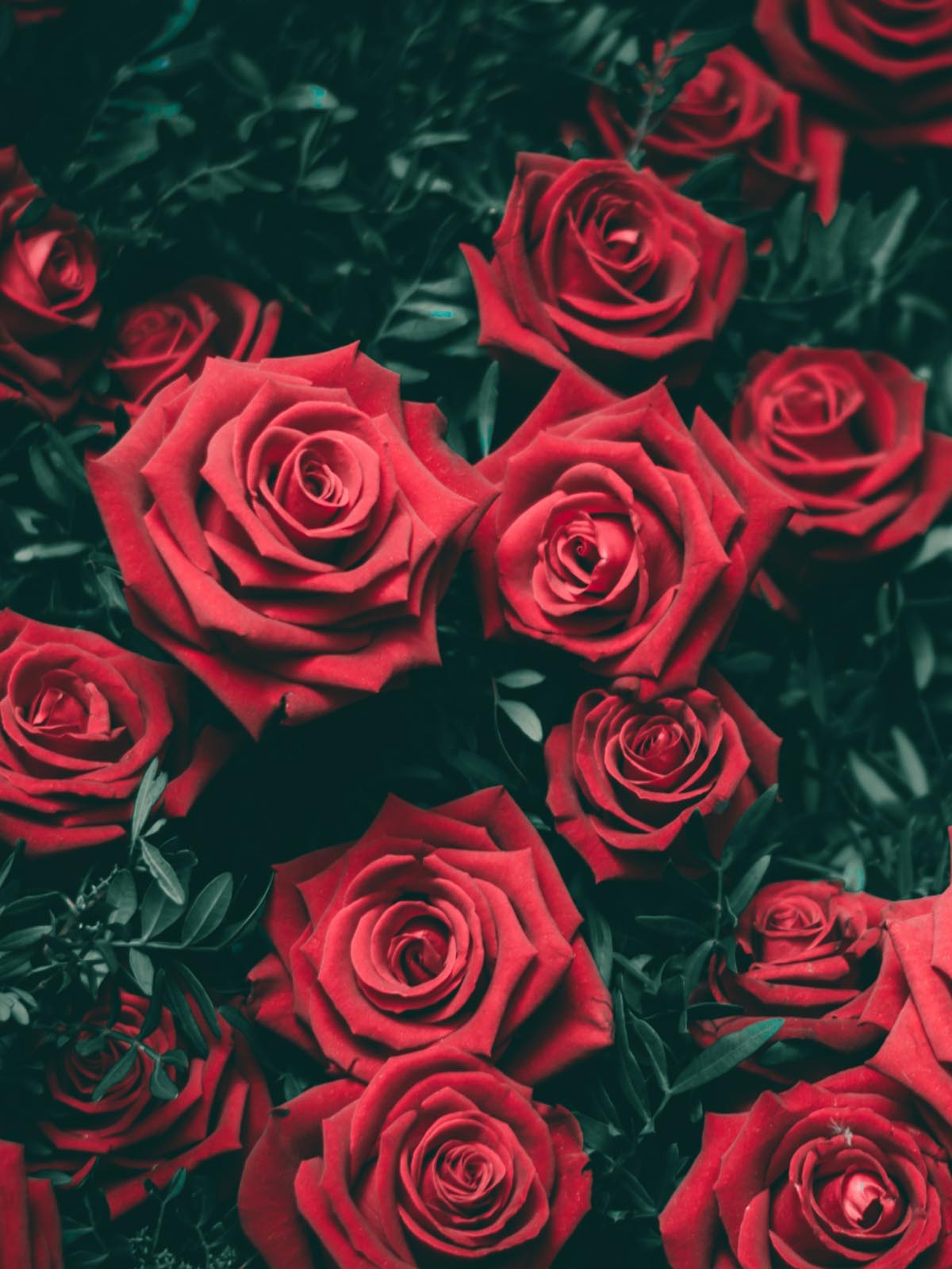 rosa roja fondo de pantalla hd para móvil,rosas de jardín,rosa,rojo,flor,floribunda